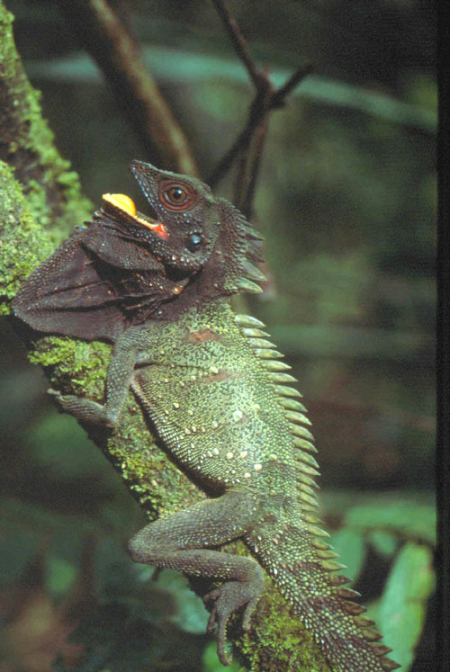 Image of <i>Hypsilurus dilophus</i>