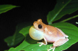 Imagem de Litoria pygmaea (Meyer 1875)