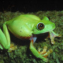 Sivun <i>Litoria graminea</i> kuva