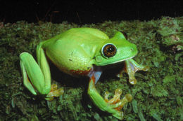 Image de <i>Litoria graminea</i>