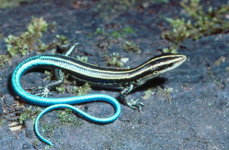 Image of Pacific Blue-Tail Skink