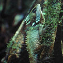 صورة Hypsilurus