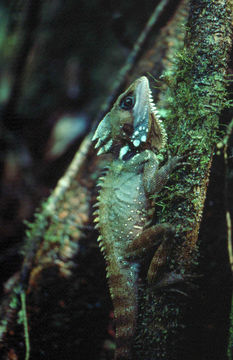 Lophosaurus boydii (Macleay 1884)的圖片