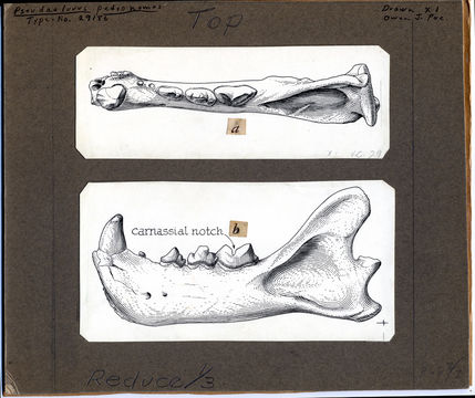 Image de <i>Pseudaelurus pedionomus</i>