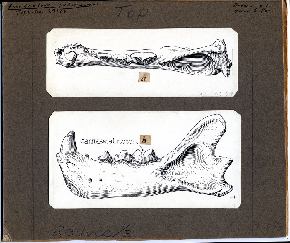 Image of <i>Pseudaelurus pedionomus</i>