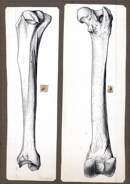 Image de <i>Pseudaelurus pedionomus</i>