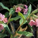 Image of lungwort