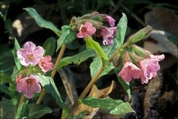 Image of Lungwort