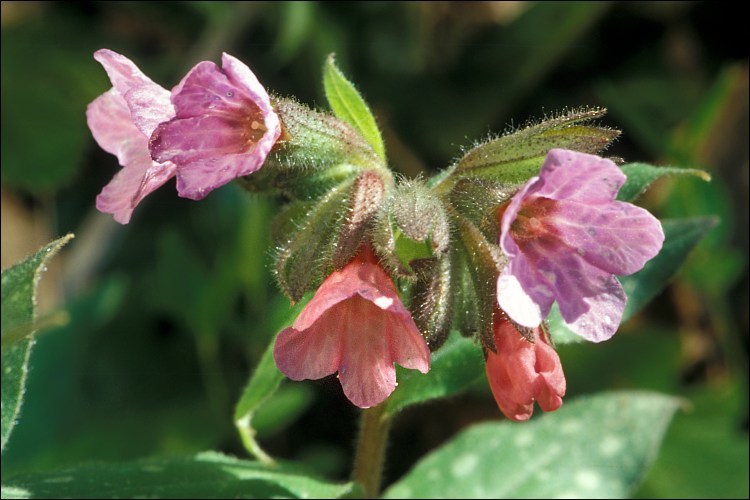 Image of Lungwort