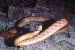 Image of Brown tree snake