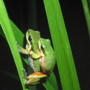 Image of Green Reed Frog