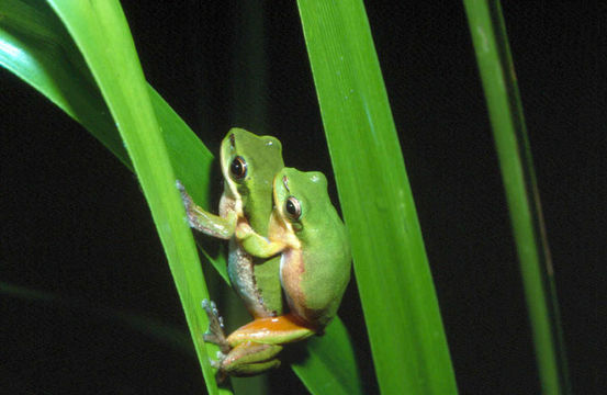 Plancia ëd Litoria bicolor (Gray 1842)