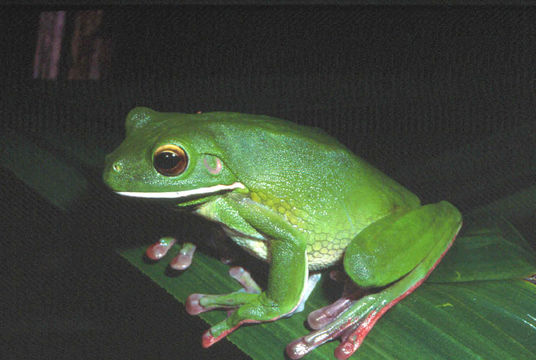 Image of <i>Litoria infrafrenata</i>