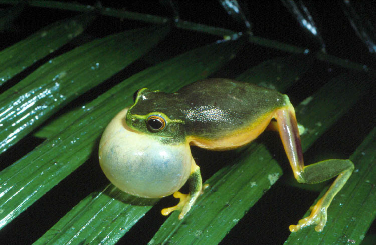 Image of <i>Litoria gracilenta</i>