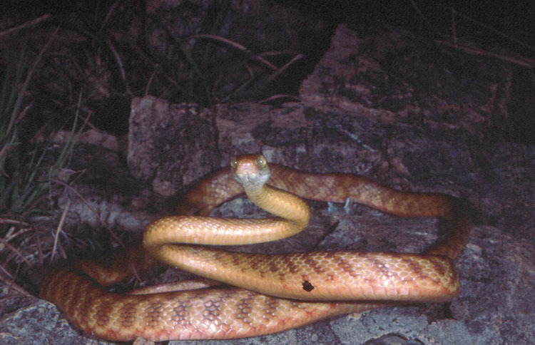 Image of Brown tree snake