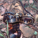 Image of Stephens's Banded Snake