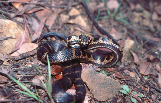 Image of Stephens's Banded Snake