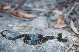 Image of Broad-headed Snake