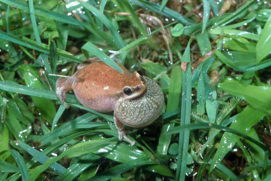 Image of Desert Tree Frog