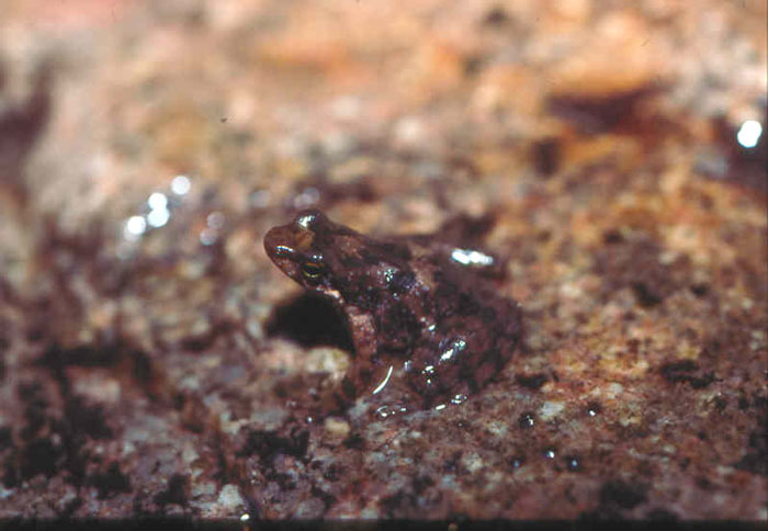 Image of Taudactylus eungellensis Liem & Hosmer 1973