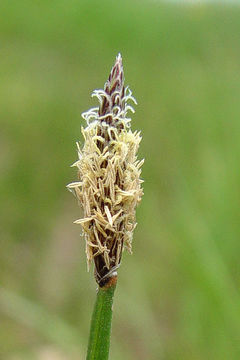 Image of Creeping spikerush