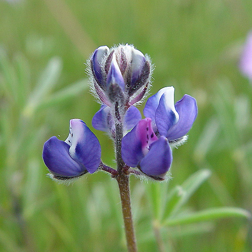 Image de Lupinus bicolor Lindl.