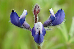 Image de Lupinus bicolor Lindl.