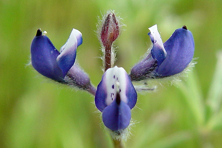 Image de Lupinus bicolor Lindl.