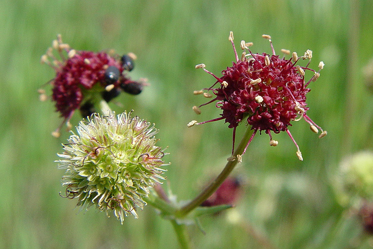 Imagem de Sanicula bipinnatifida Dougl.