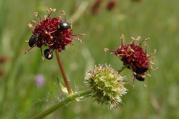 Imagem de Sanicula bipinnatifida Dougl.