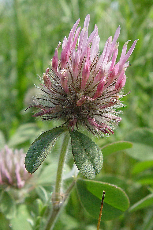 Image of rose clover