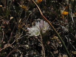 Image of serpentine onion