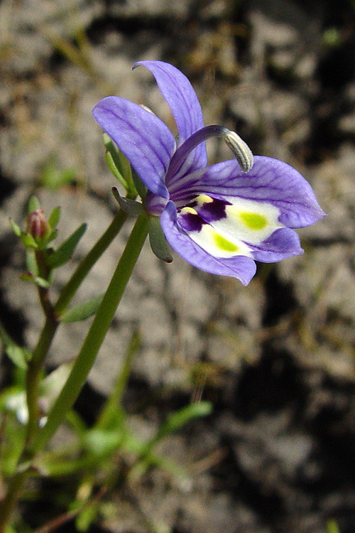 Image of Harlequin Calico-Flower