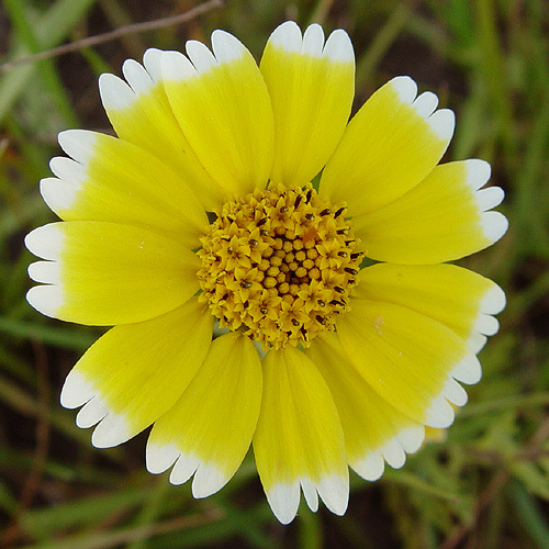 Слика од Layia chrysanthemoides (DC.) A. Gray