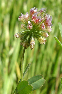 Image of Trifolium bifidum var. decipiens Greene