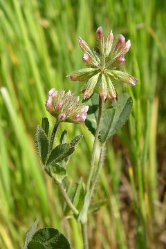 Image of Trifolium bifidum var. decipiens Greene