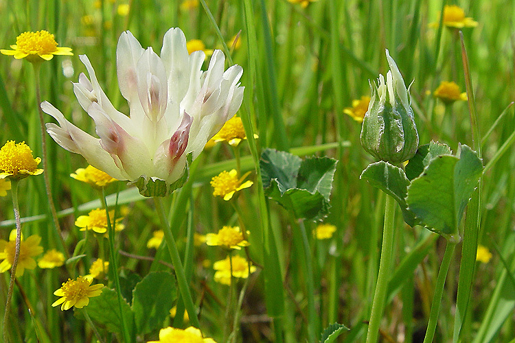 Image de Trifolium fucatum Lindl.