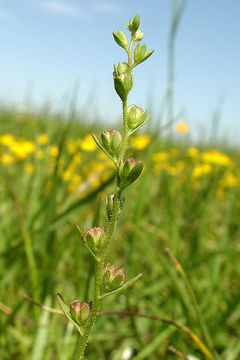 Image of hairy purslane speedwell