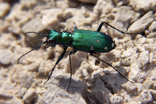 Image of Six Spotted Tiger Beetle