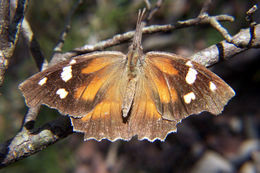 Image of American Snout