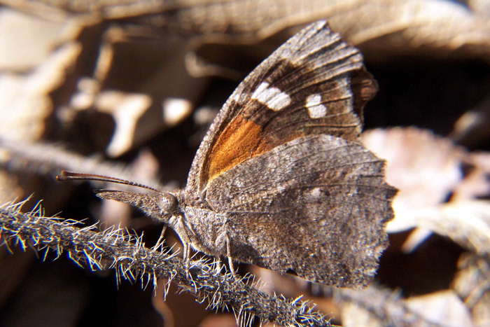 Image of American Snout