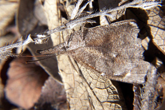 Image of American Snout