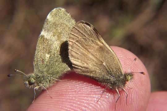 Image of Dainty Sulphur