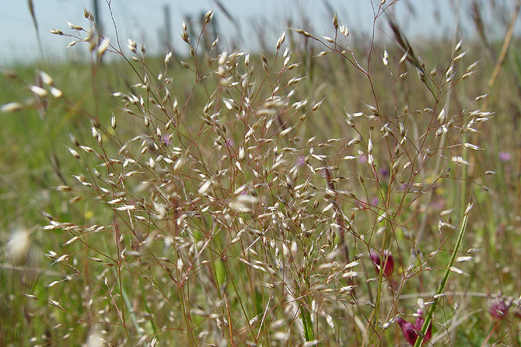 Image of silver hairgrass