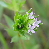 Image of blue field madder