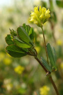 Image of Lesser Hop Trefoil