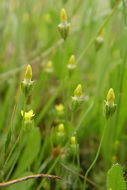 Image of Oregon Timwort