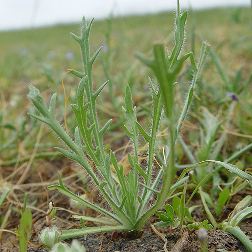 Image of Fitches Spikeweed