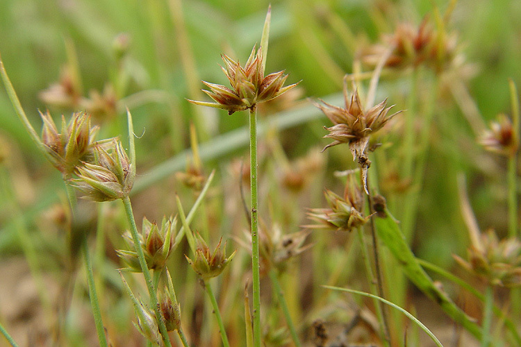 Image of dwarf rush