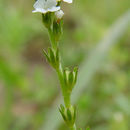 Image of stalked popcornflower